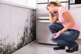 Best Commercial Mold Inspection  in USA